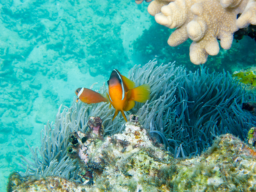 Clownfish on Navini Island Reef Sanctuary
